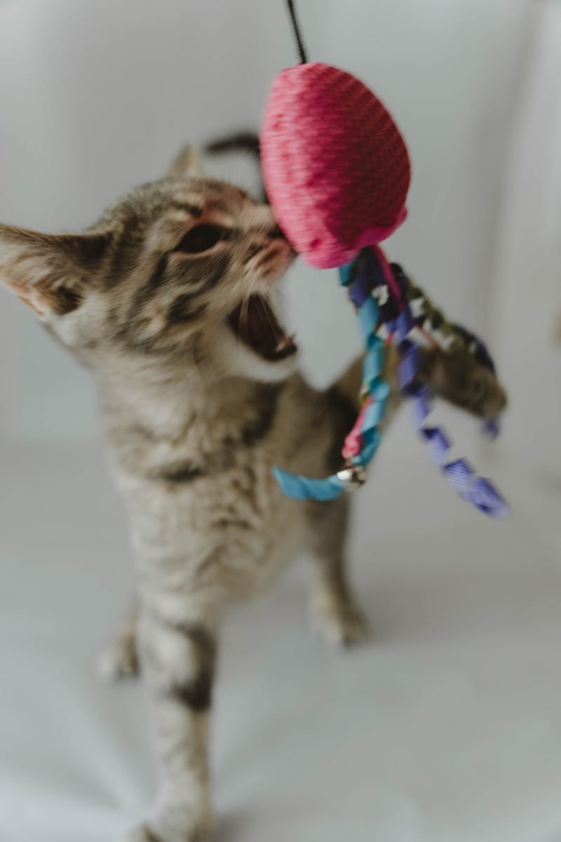 Energetic tabby kitten playing with a pink and colorful toy mouse, caught in action.