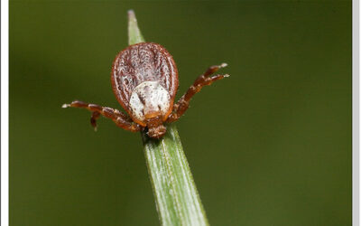 La tique et sa vie incroyable